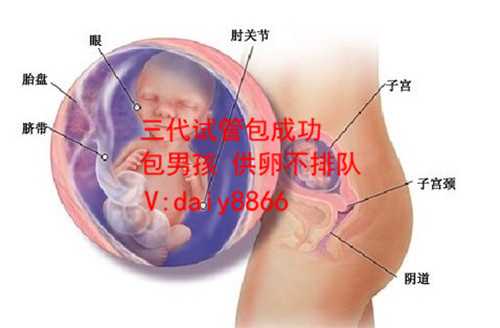 泰国代孕有几家_女人一生能怀孕多少次？试管婴儿打破生育极限